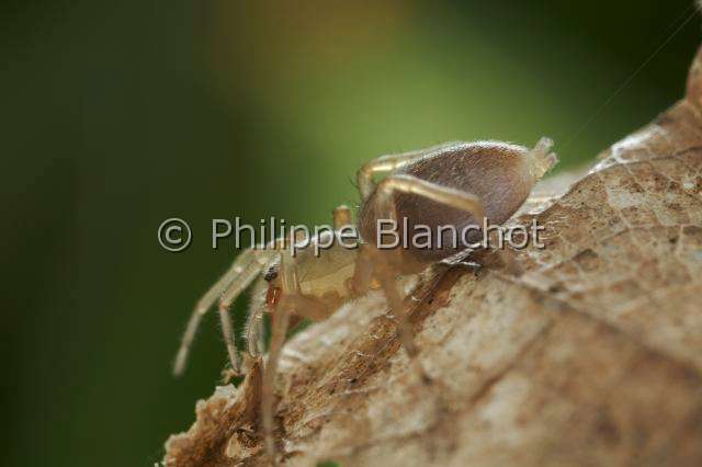 Clubionidae_3866.JPG - France, Araneae, Clubionidae, Araignée, Clubionide (Clubiona sp), Sac-spider